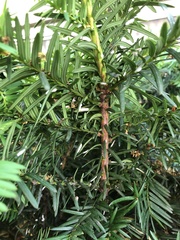 Pulvinaria floccifera