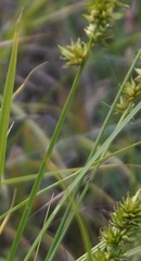 Carex otrubae