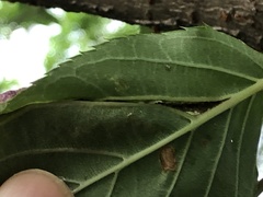 Myzus cerasi