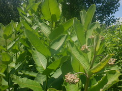 Asclepias syriaca