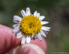 Erigeron eatonii