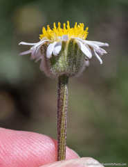 Erigeron eatonii
