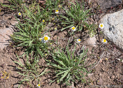 Erigeron eatonii