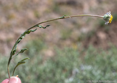 Erigeron eatonii