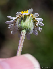 Erigeron eatonii