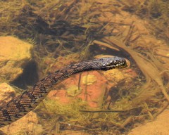 Nerodia rhombifer