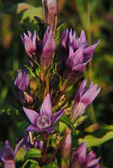 Gentianella germanica