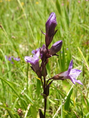 Gentianella rhaetica