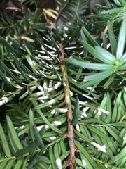 Pulvinaria floccifera