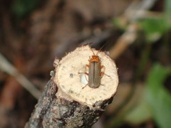 Cultellunguis larvalis