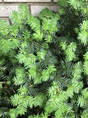 Pulvinaria floccifera