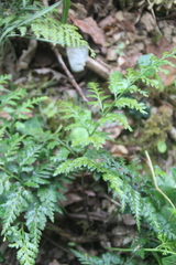 Asplenium adiantum-nigrum