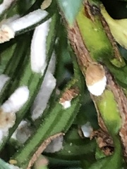 Pulvinaria floccifera