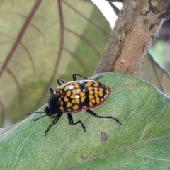 Erotylina leoparda