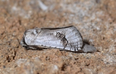 Parahypopta caestrum