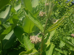 Asclepias syriaca