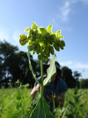 Asclepias meadii