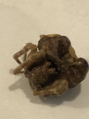 Mastophora