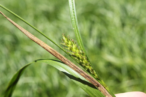 Image of Carex trichocarpa by (c) Quinten Wiegersma, some rights reserved (CC BY)