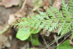 Asplenium adiantum-nigrum