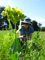 Asclepias meadii
