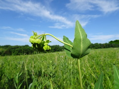 Asclepias meadii