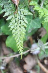 Asplenium adiantum-nigrum
