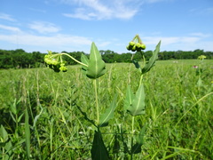 Asclepias meadii