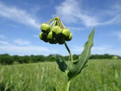 Asclepias meadii