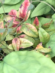 Pseudocercospora nandinae