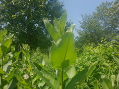 Asclepias syriaca