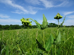 Asclepias meadii
