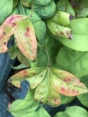 Pseudocercospora nandinae