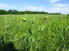Asclepias meadii