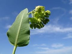 Asclepias meadii
