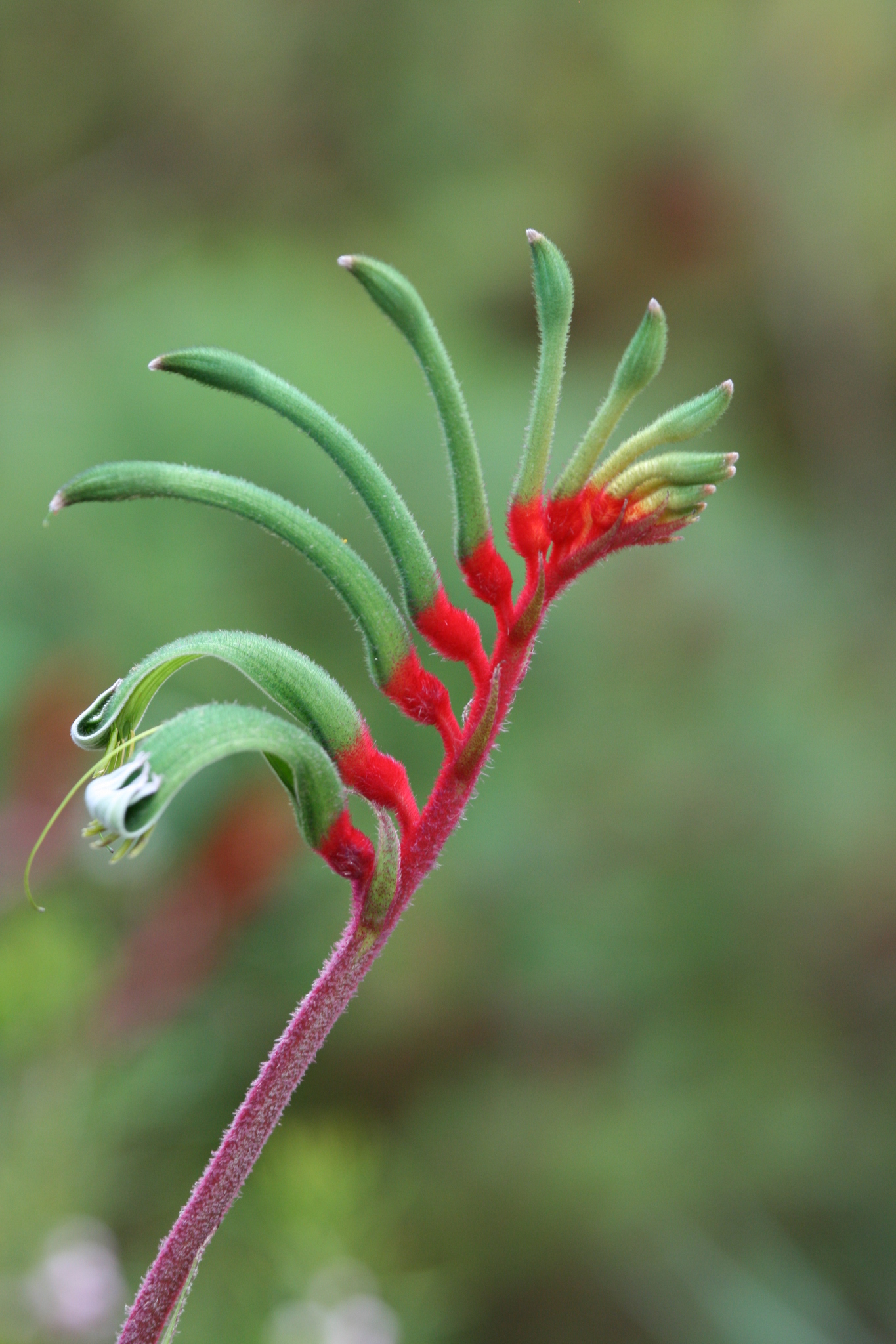 Red and Green Kangaroo Paw (Anigozanthos manglesii) · iNaturalist