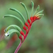 Red and Green Kangaroo Paw - Photo (c) Arthur Chapman, some rights reserved (CC BY-NC-SA)