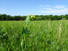 Asclepias meadii
