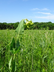 Asclepias meadii