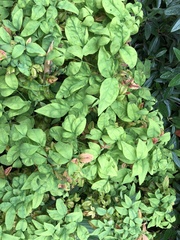 Pseudocercospora nandinae