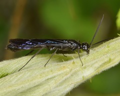 Phylloecus trimaculatus