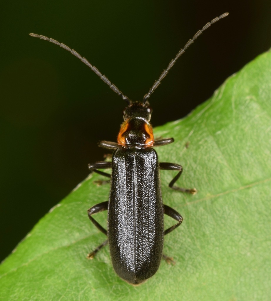 Angular Soldier Beetle