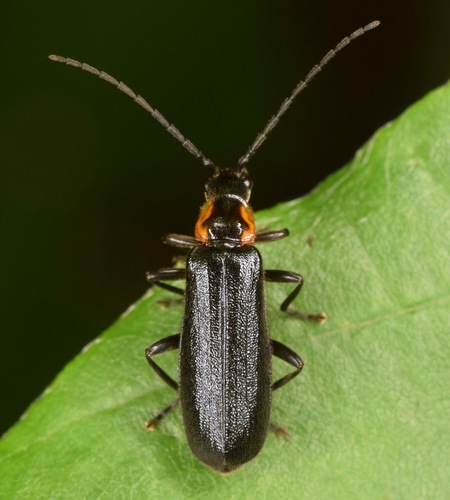 Angular Soldier Beetle