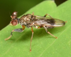 Sphyracephala brevicornis