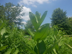 Asclepias syriaca