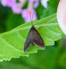 Pyrausta demantrialis