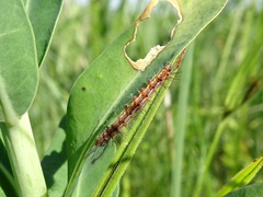 Pagara simplex
