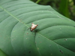 Micrathena triangularis