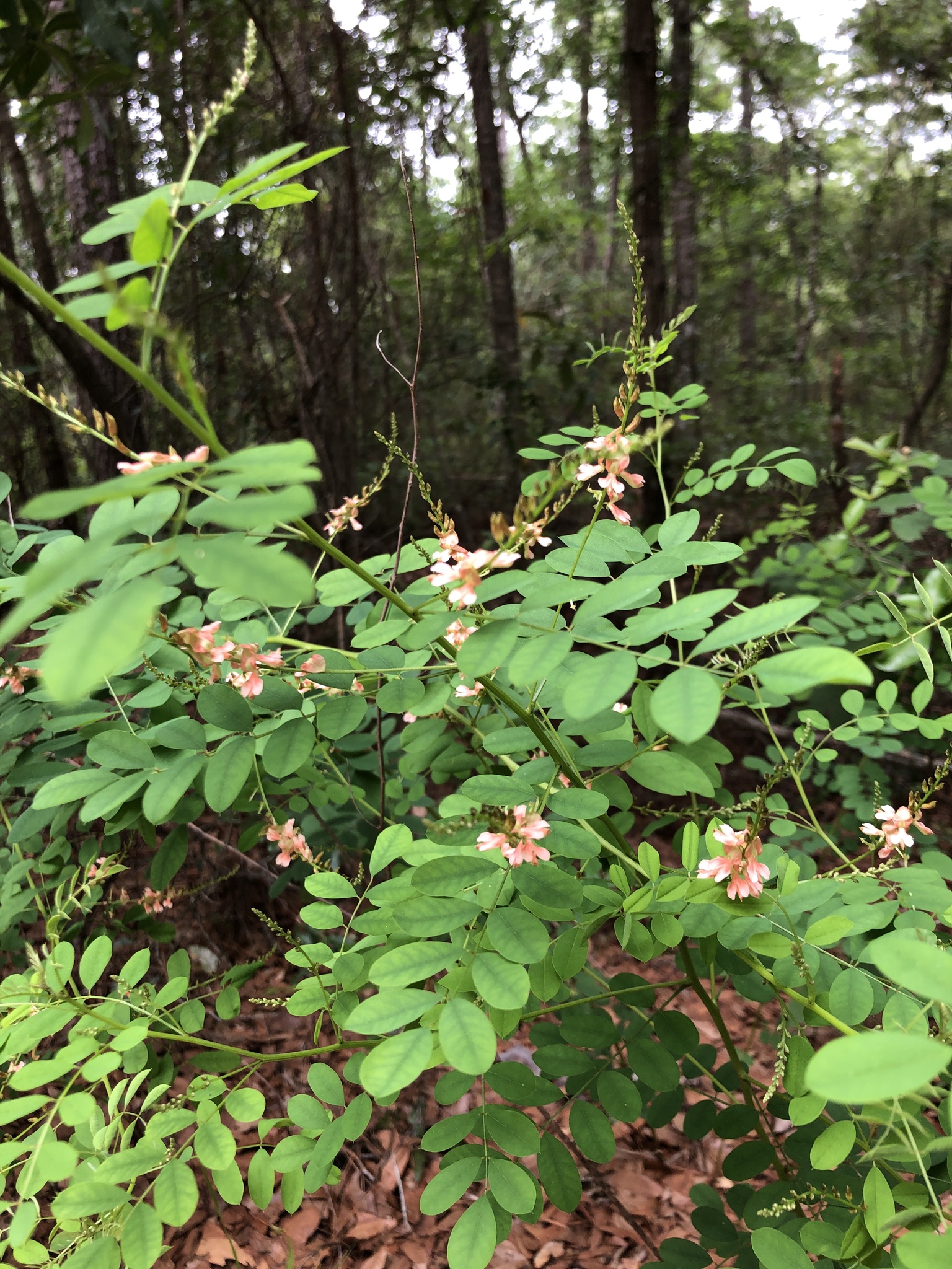 Indigofera caroliniana