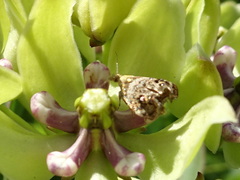 Tebenna gnaphaliella